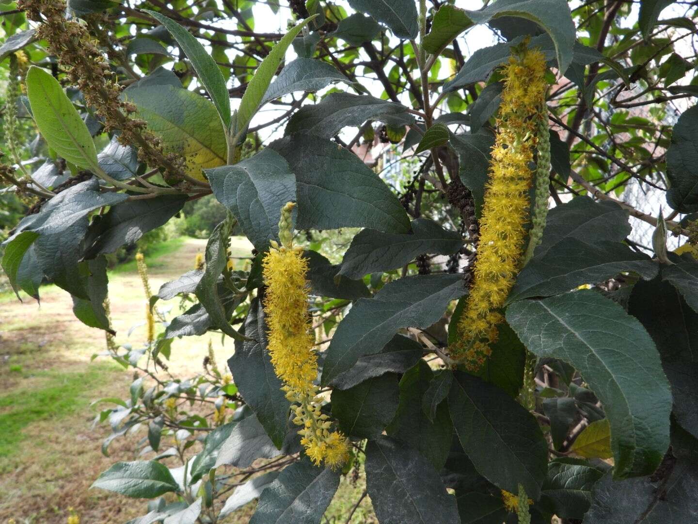 Image of Abatia parviflora Ruiz & Pav.