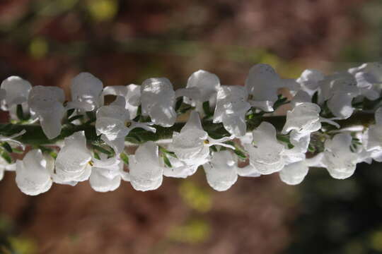 Image of Coulter's snapdragon