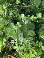 Image of Rubus ulmifolius var. anoplothyrsus