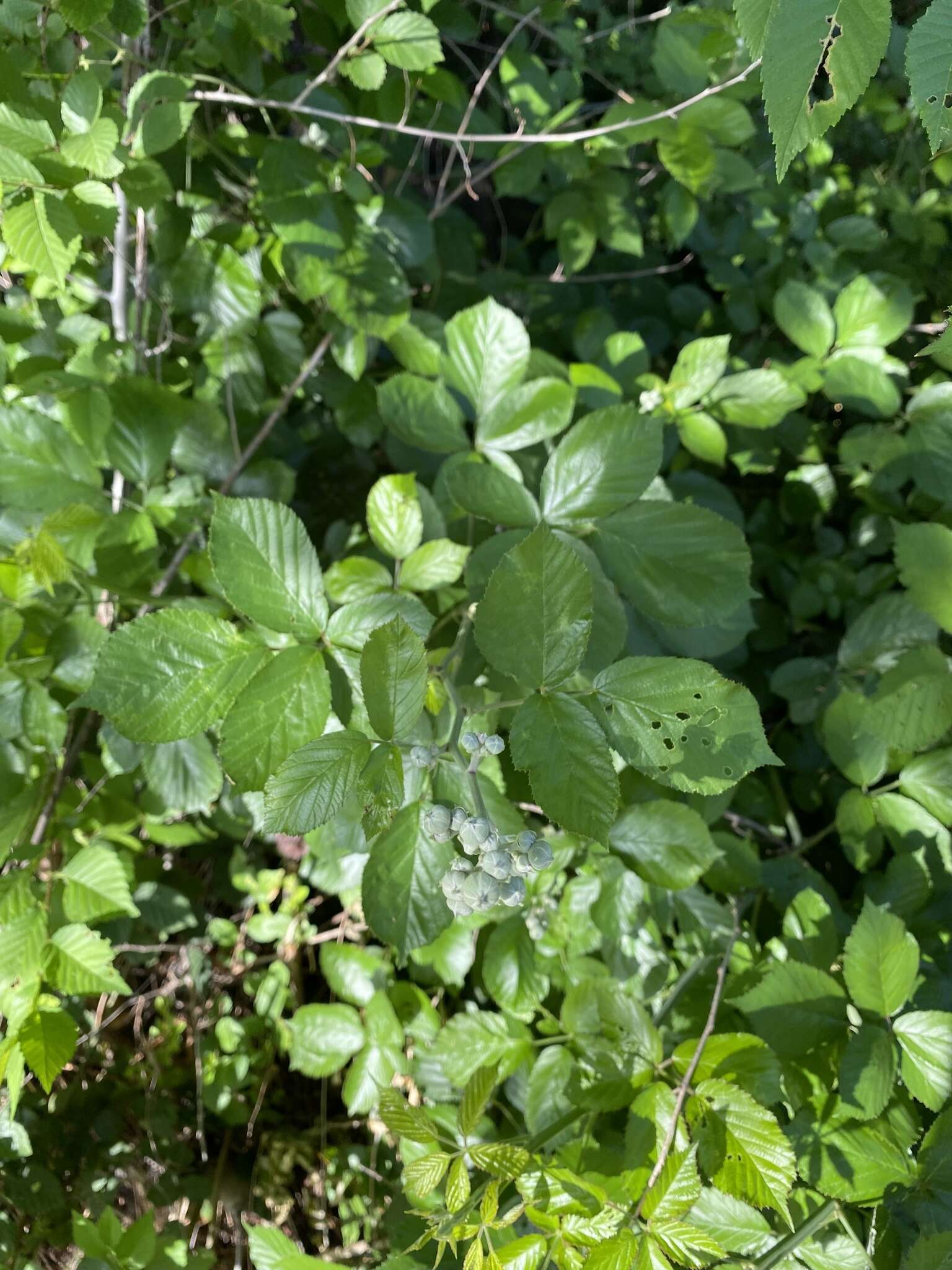 Imagem de Rubus ulmifolius var. anoplothyrsus