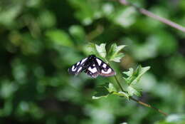 Imagem de Alypia mariposa Grote & Robinson 1868