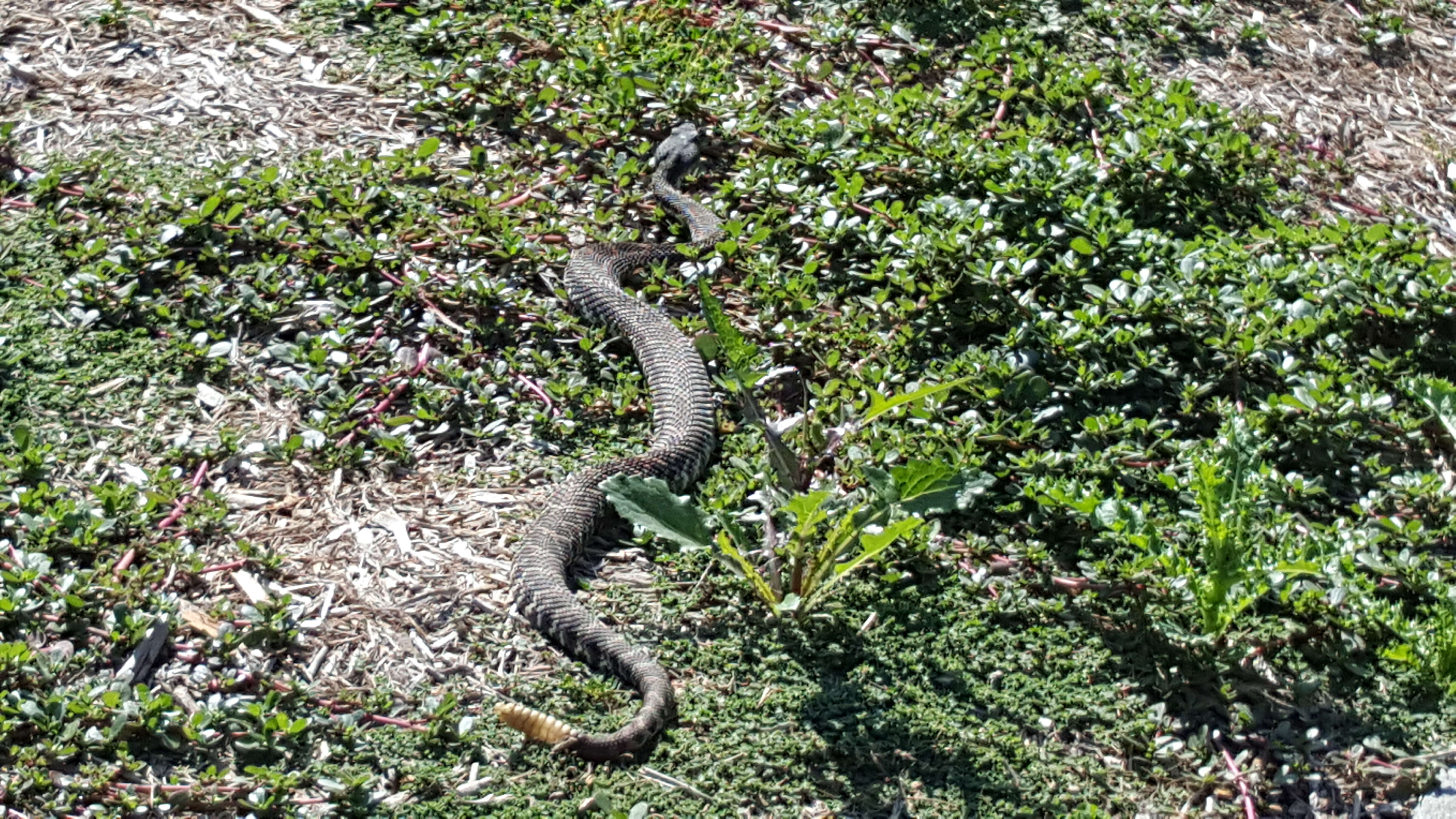 Image of Northern Pacific Rattlesnake