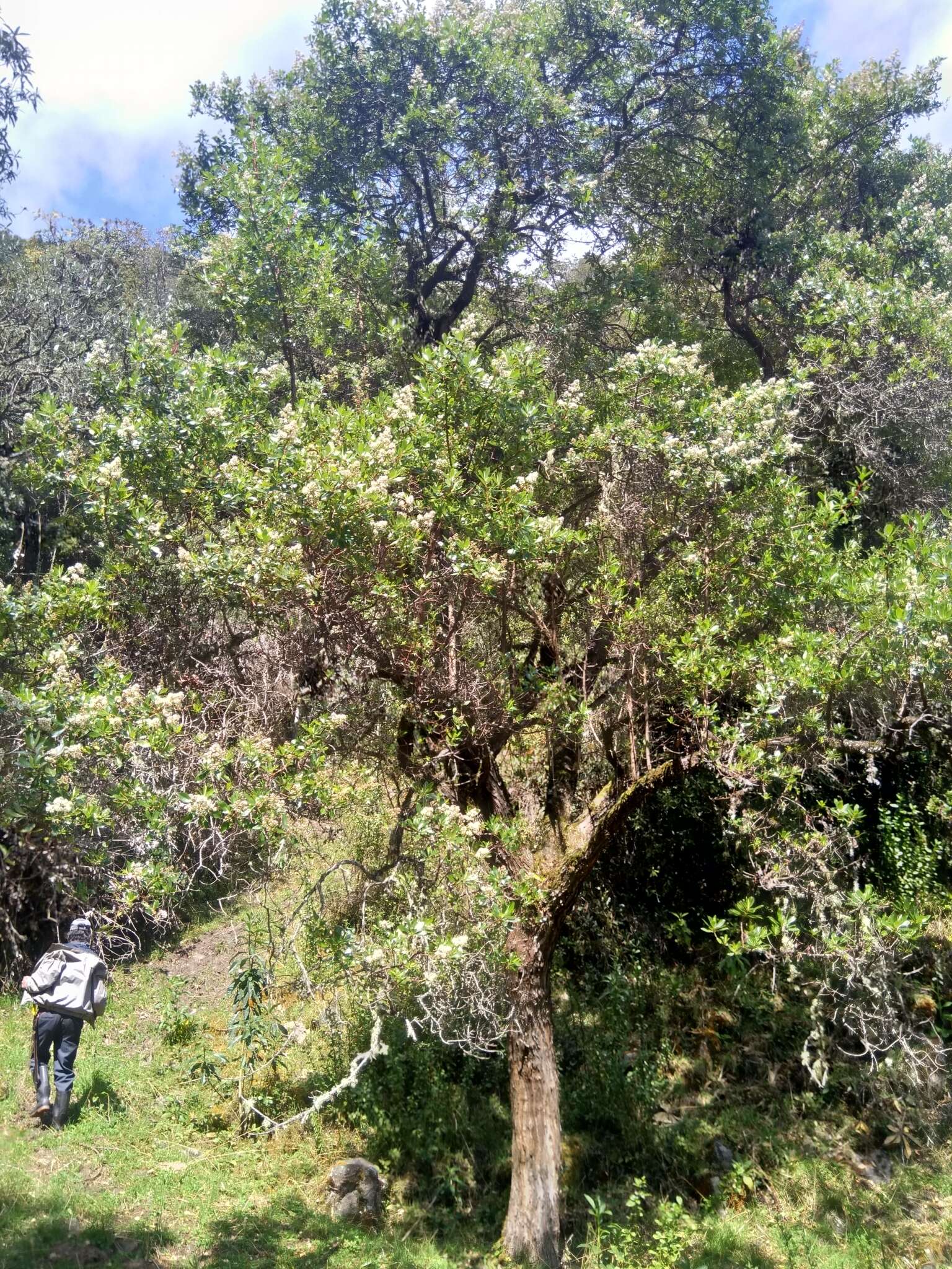 Image of Escallonia paniculata (Ruiz & Pav.) Roem. & Schult.