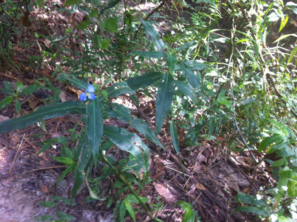 Image of Virginia dayflower