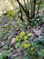 Image of Wood Spurge