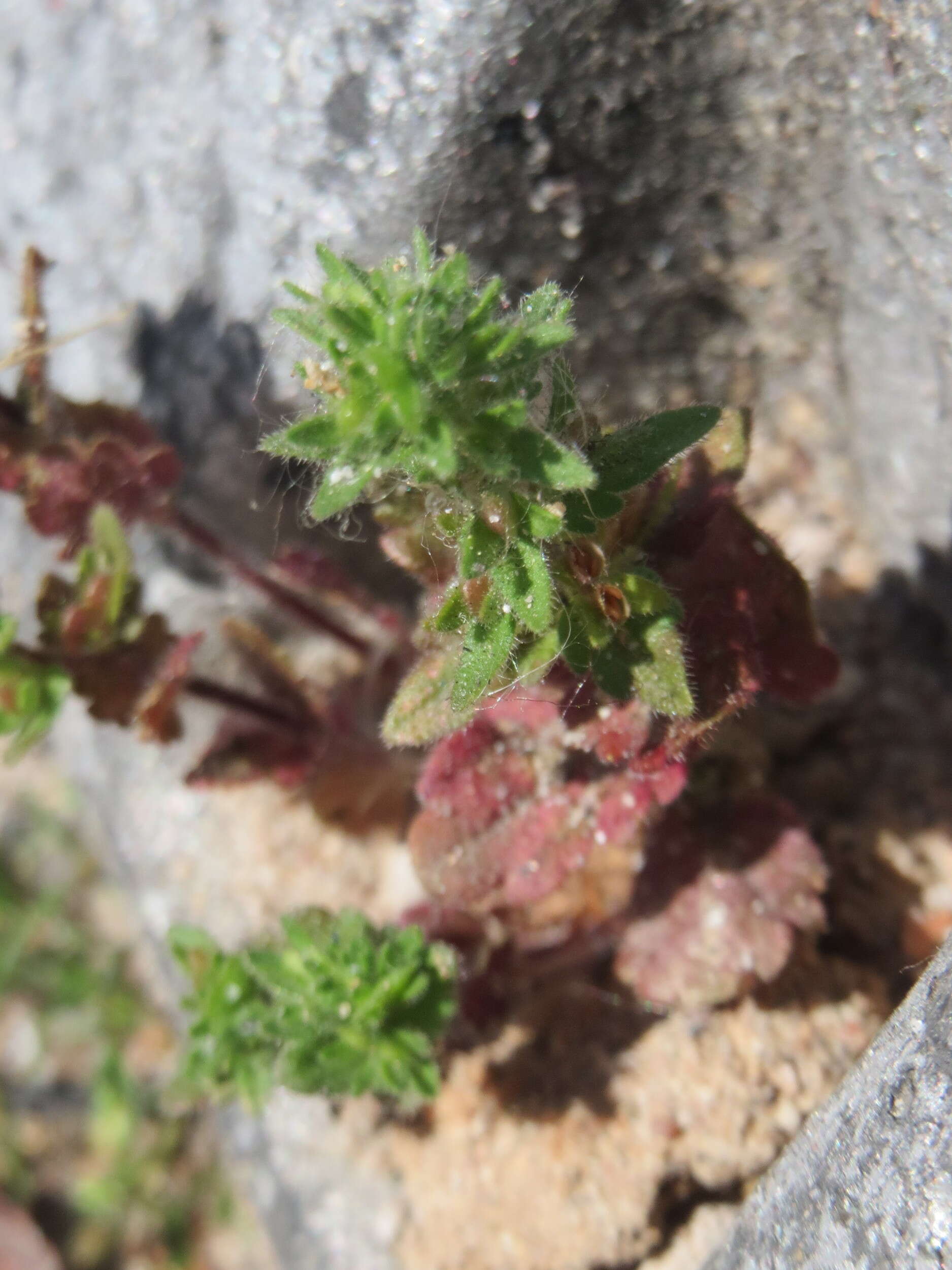 Image of common speedwell