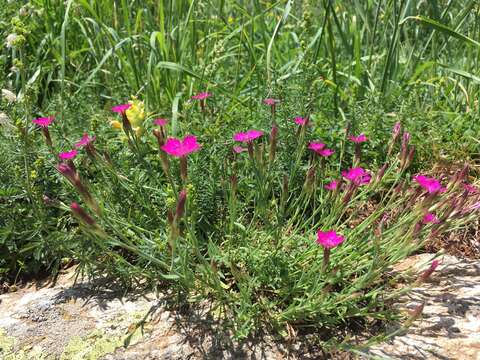 Image of Dianthus deltoides subsp. deltoides