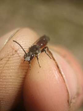 Image de Sphecodes ranunculi Robertson 1897