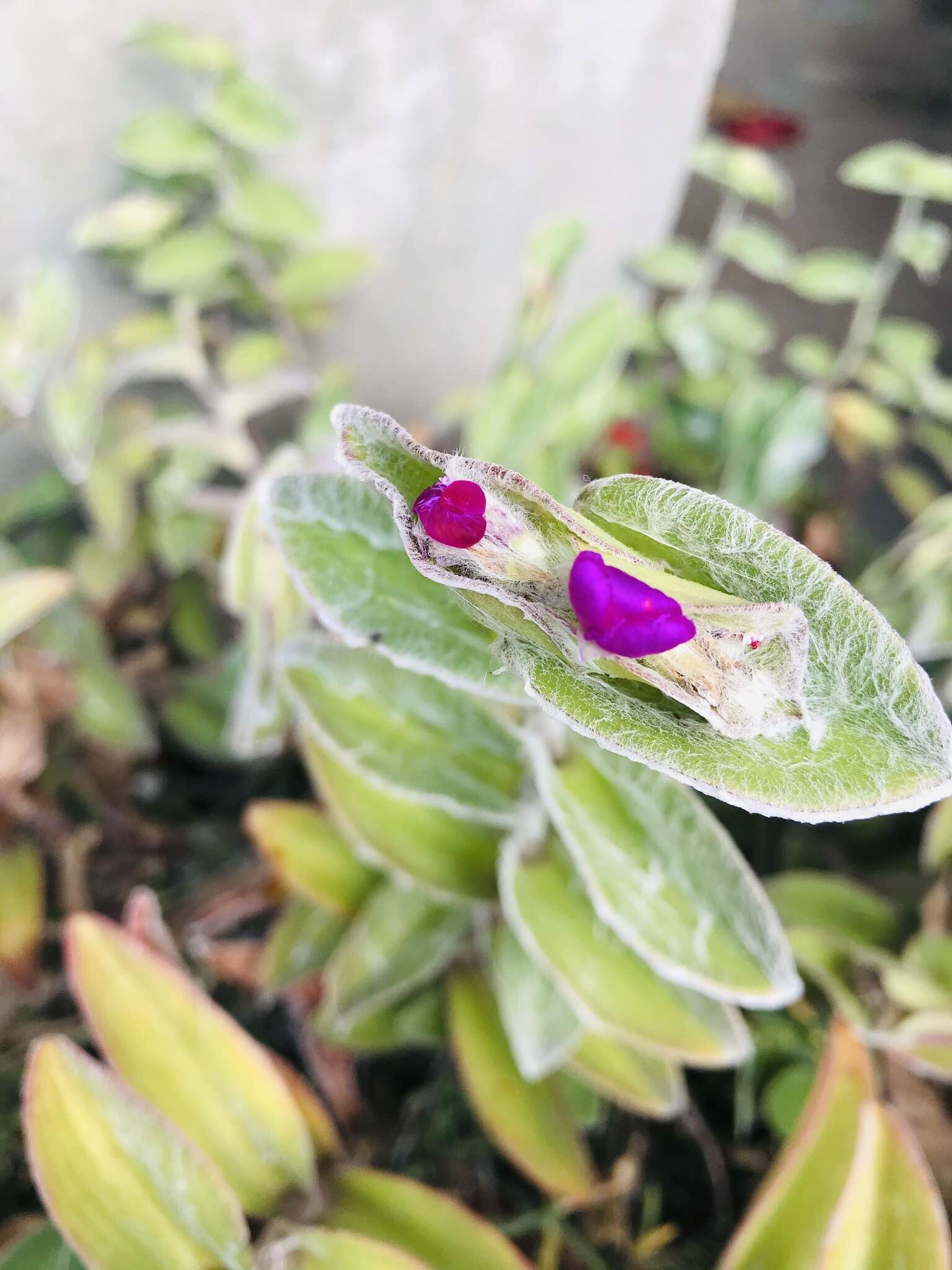 Image of leatherleaf spiderwort