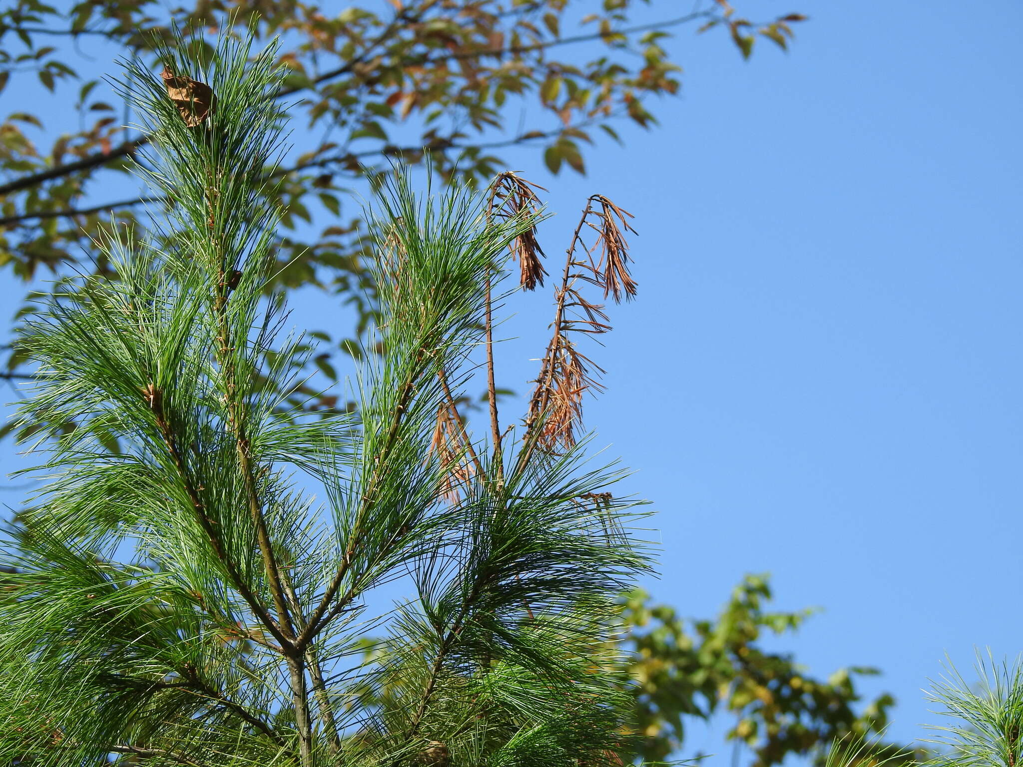 Image of Sitka spruce weevil