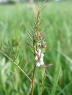 Image of Hairy Tare