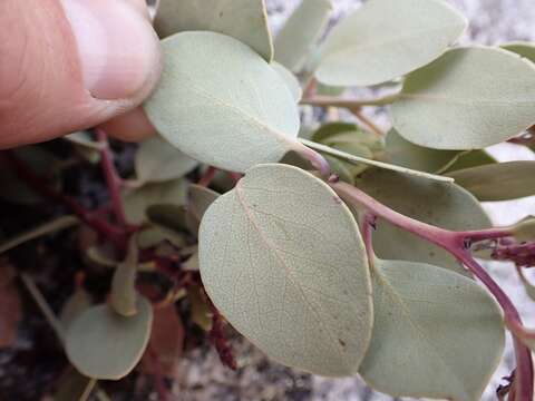 Arctostaphylos peninsularis subsp. juarezensis J. E. Keeley resmi