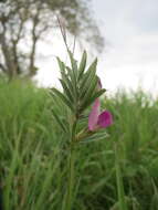 Image of Common Vetch