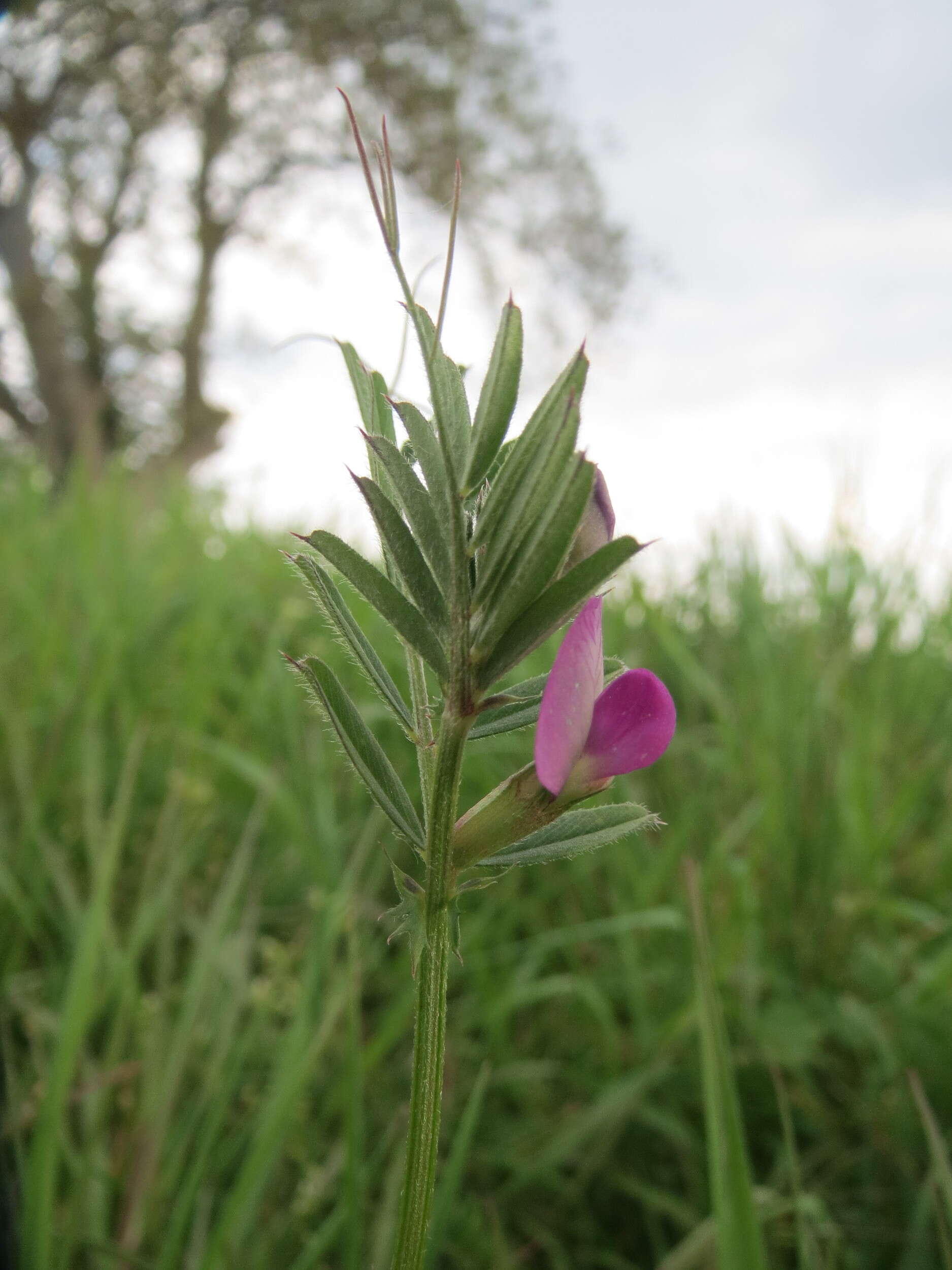 Image of Common Vetch