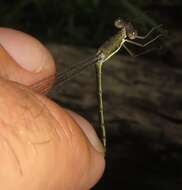 Imagem de Lestes pinheyi Fraser 1955