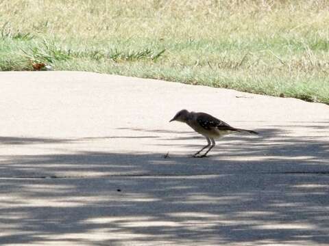 Image of Northern Mockingbird