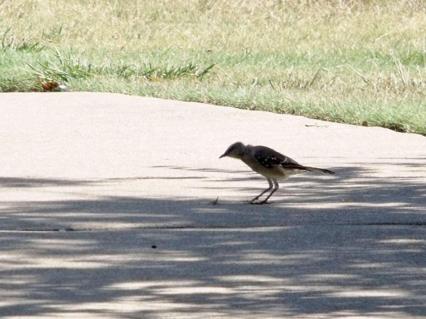 Image of Northern Mockingbird