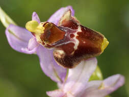 Image of Ophrys fuciflora subsp. heterochila