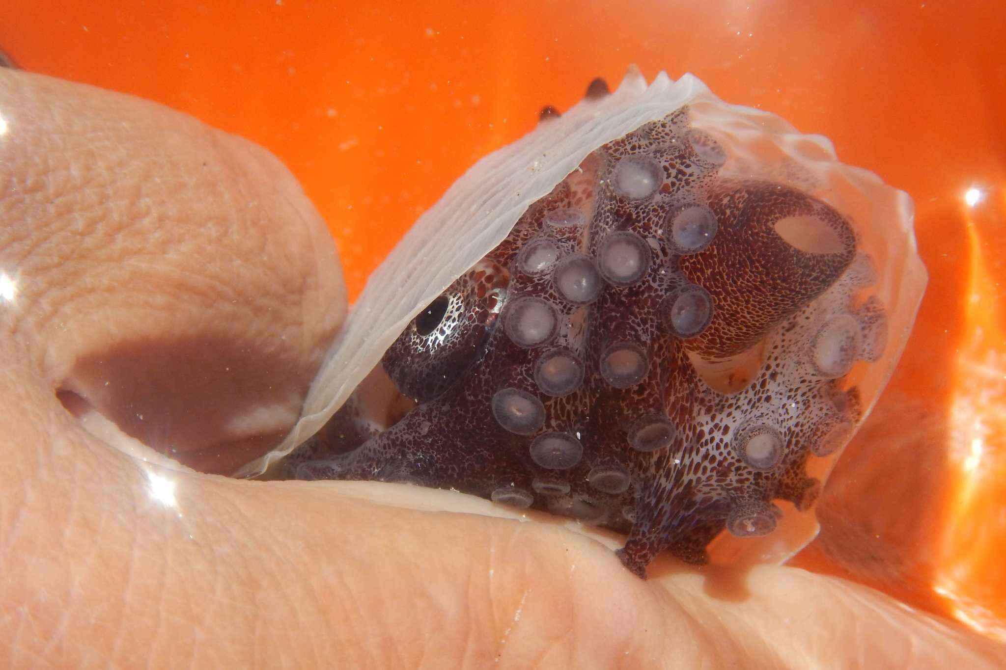 Image of rough-keeled argonaut