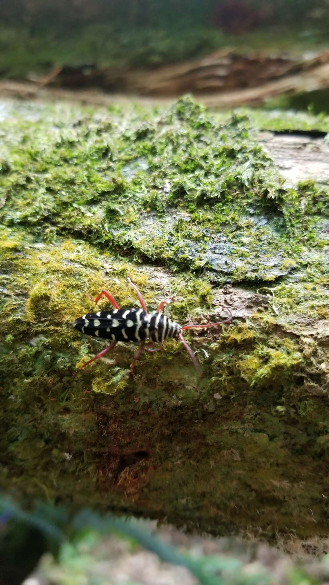 Image of Kiawe round headed borer