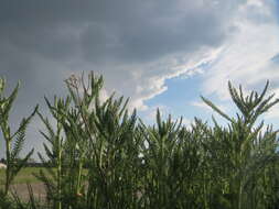 Image of yarrow, milfoil