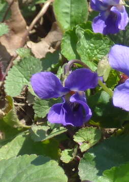 Image of sweet violet