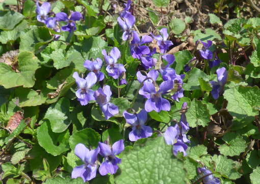 Image of sweet violet