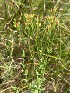 صورة Hypericum gymnanthum Engelm. & A. Gray