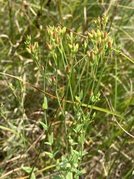 Image of claspingleaf St. Johnswort