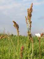 Image of Common Sorrel