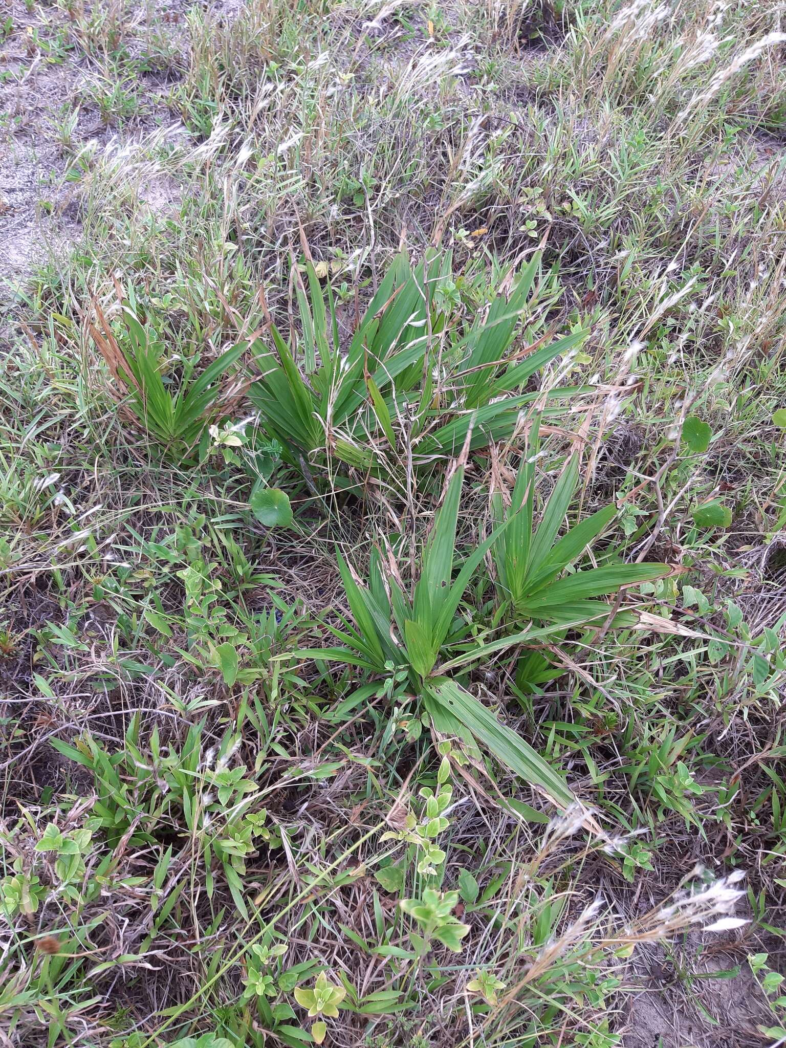 Image of terrestrial cowhorn orchid