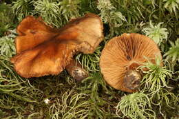 Слика од Cortinarius venetus (Fr.) Fr. 1838