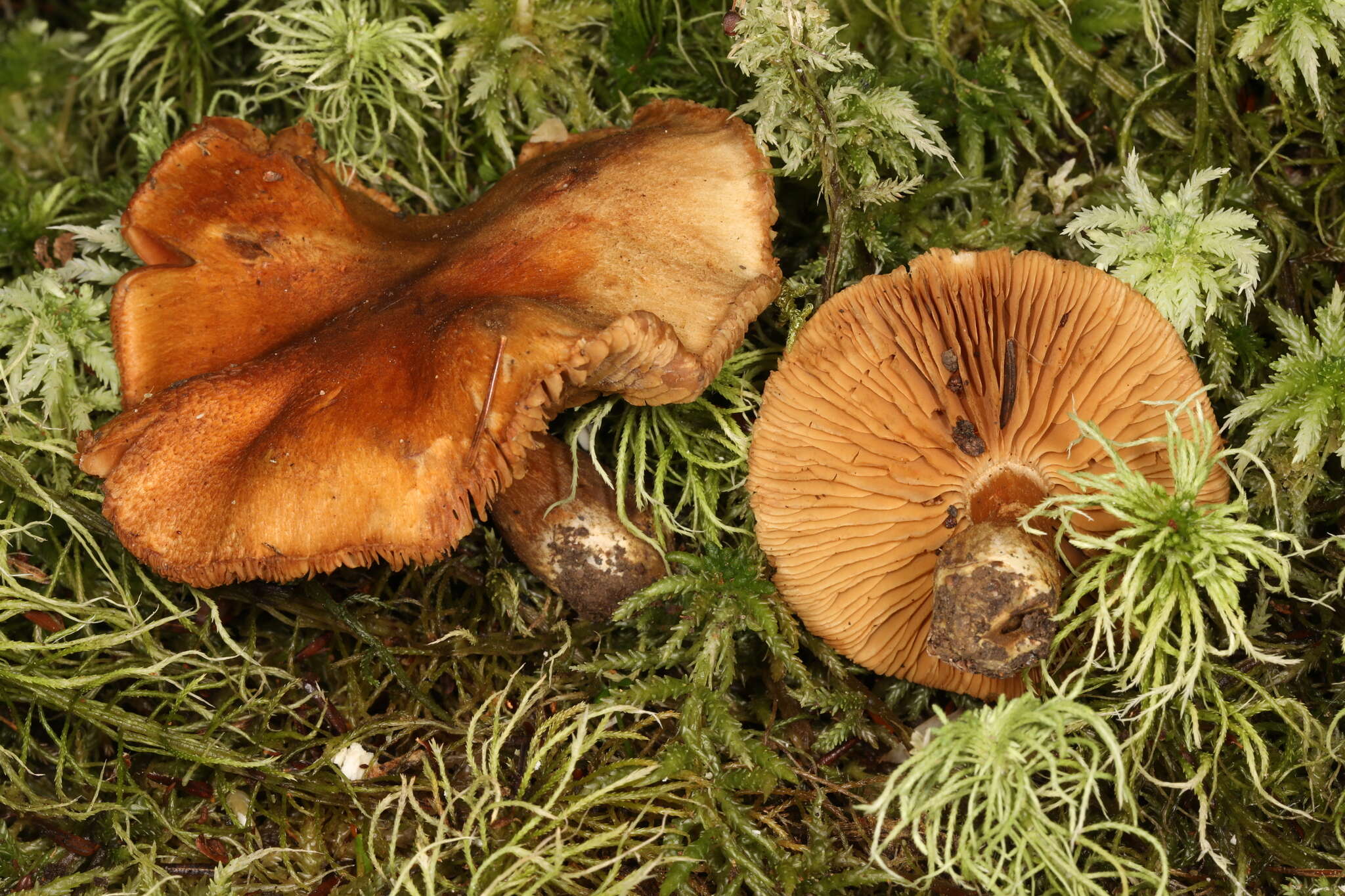 Слика од Cortinarius venetus (Fr.) Fr. 1838