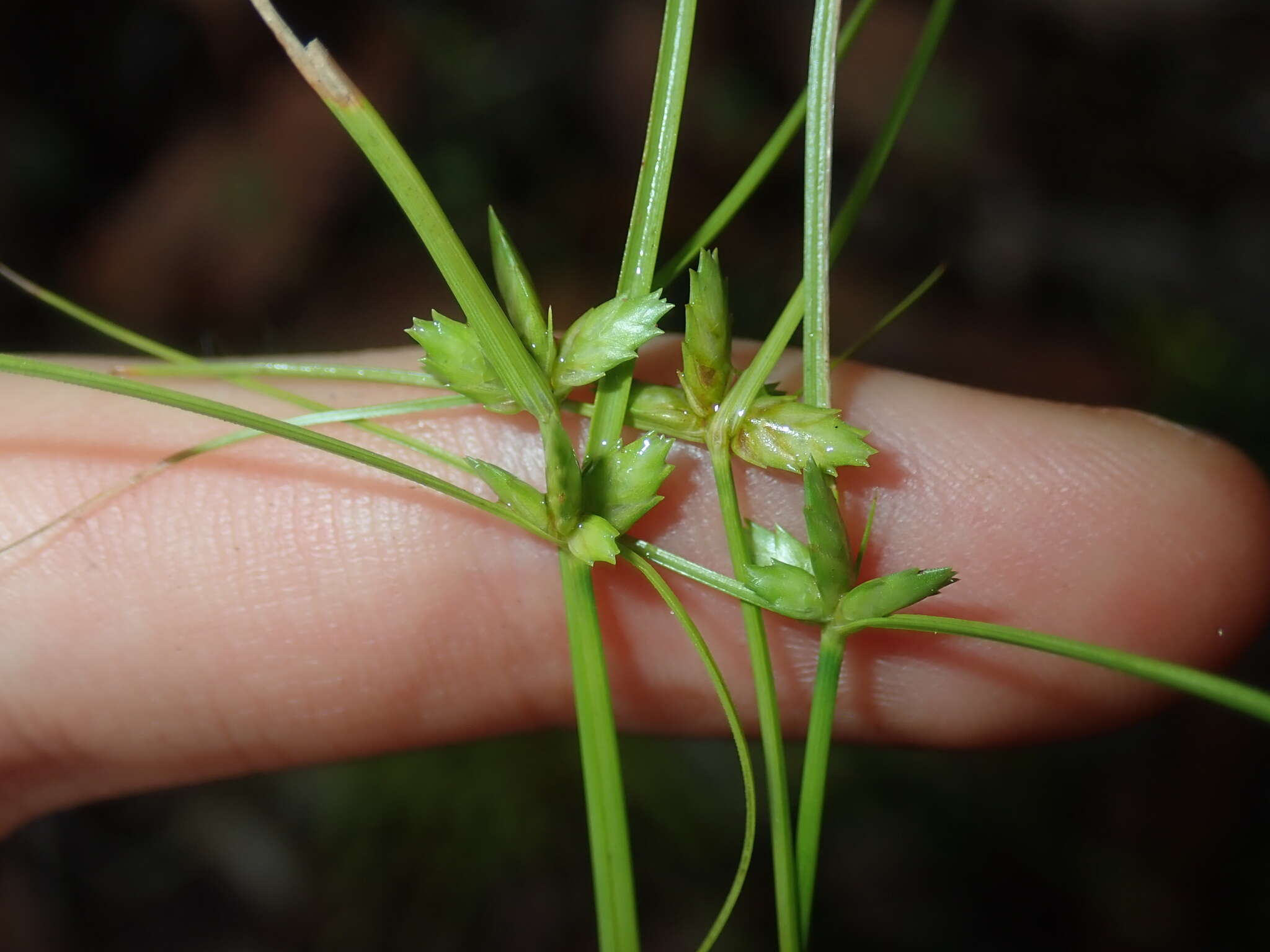 Cyperus gracilis R. Br.的圖片