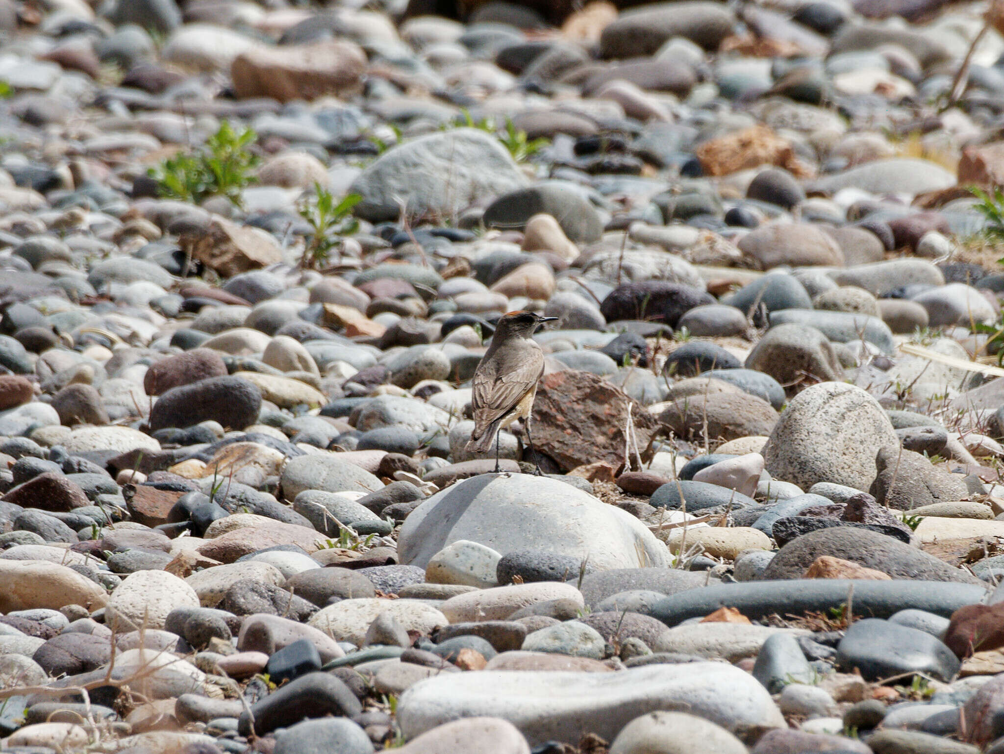 Image of Cinnamon-bellied Ground Tyrant