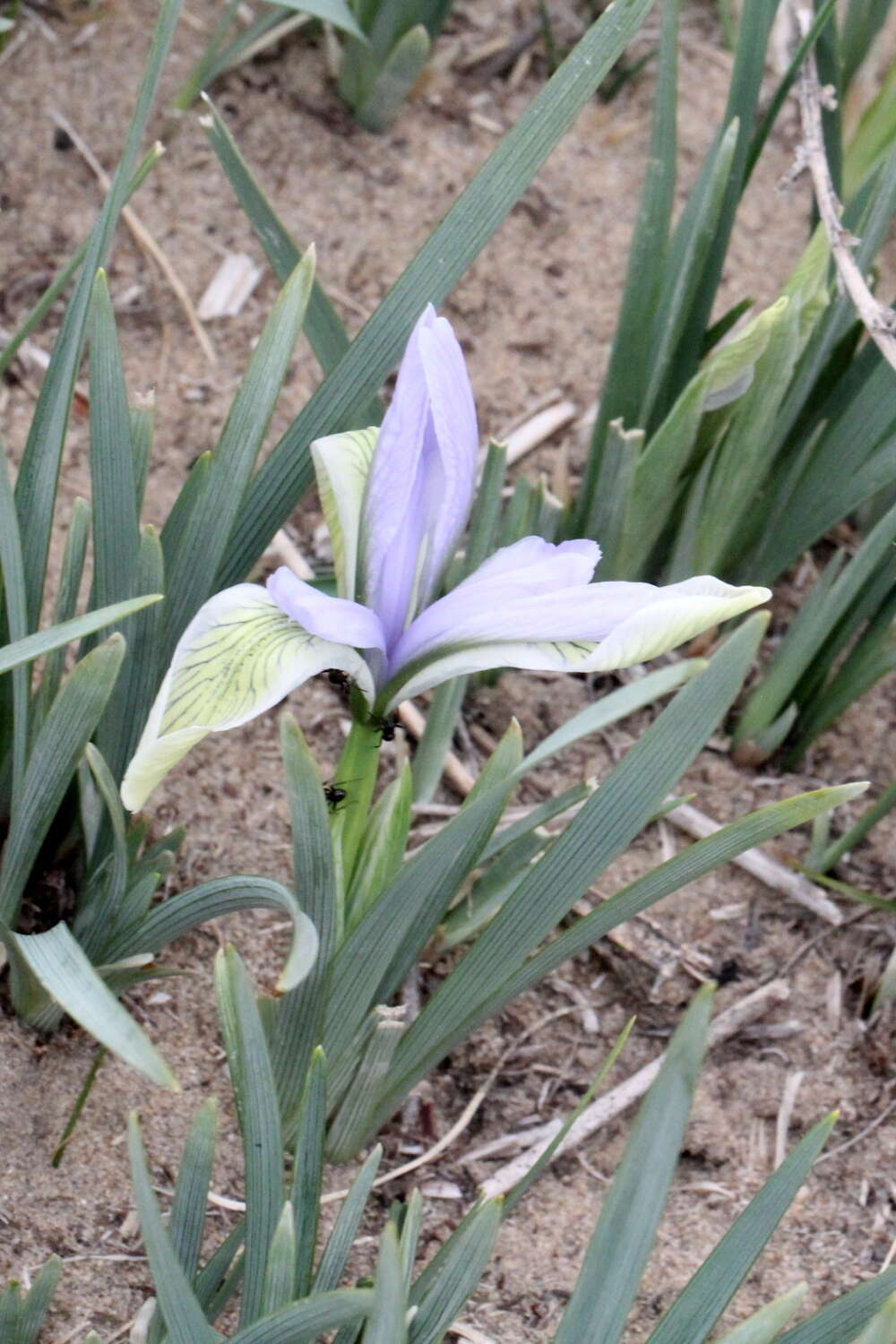 Image of Iris lactea Pall.