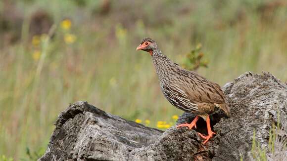 Image of Red-necked Francolin