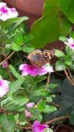 Image of Tropical Buckeye