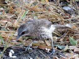 Image of Turdoides hartlaubii hartlaubii (Barboza du Bocage 1868)