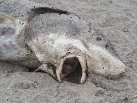 Image of White Sturgeon