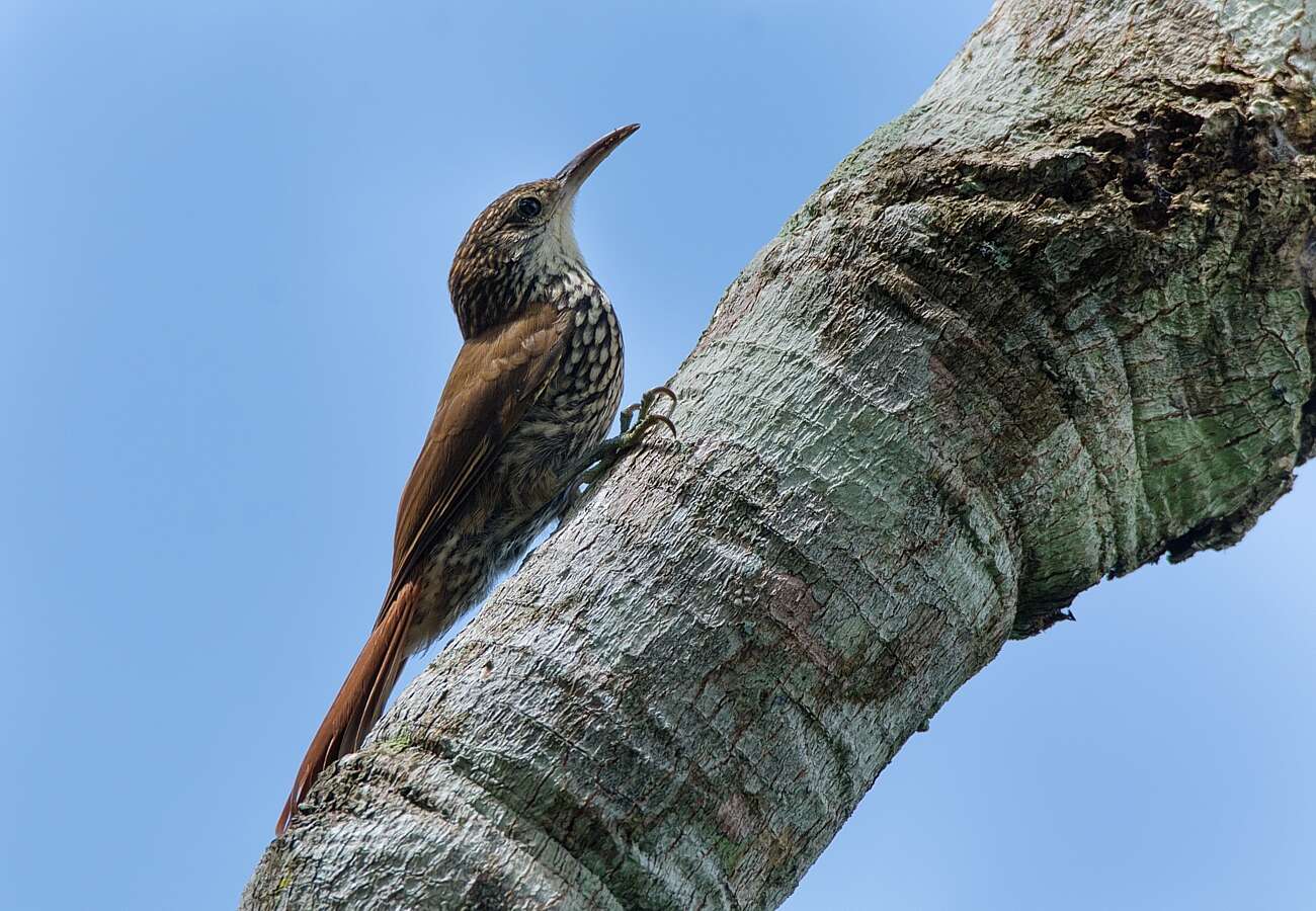 Image of Scaled Woodcreeper