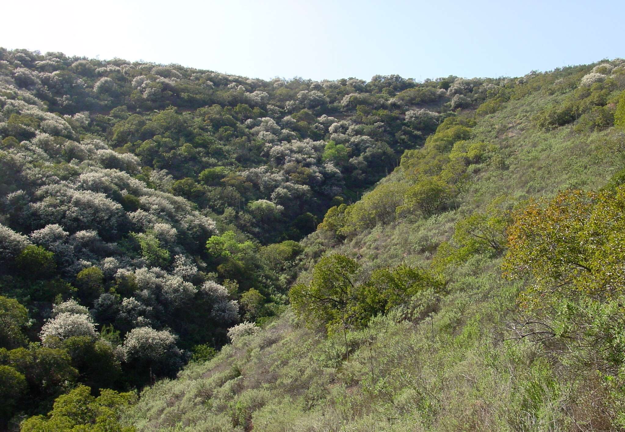 Image of coastal sagebrush