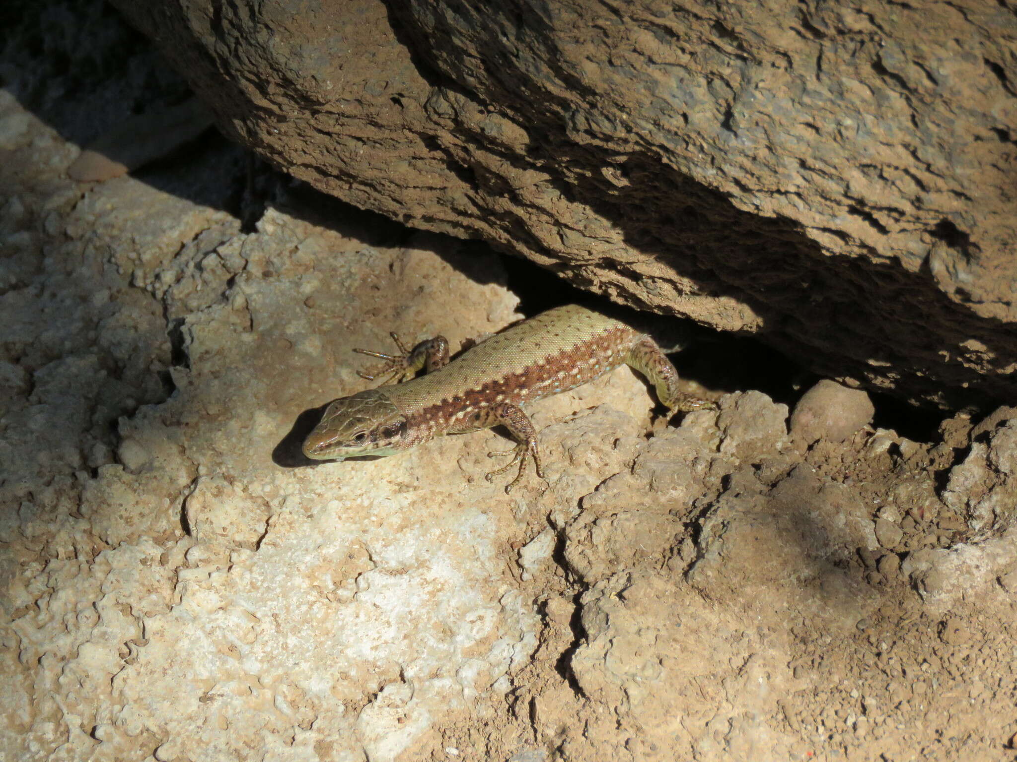 Sivun Phoenicolacerta laevis (Gray 1838) kuva