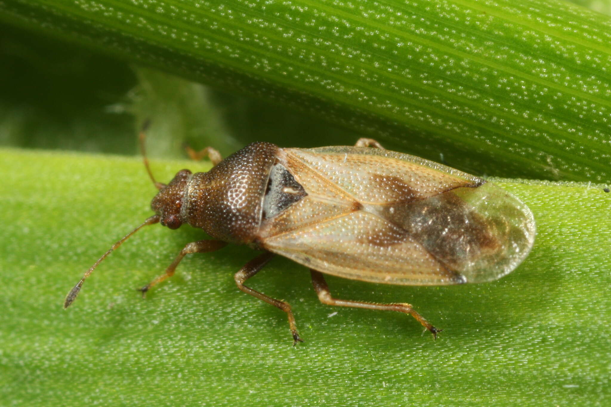 Image of Cymus aurescens Distant & W. L. 1883