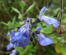 Imagem de Salvia melissodora Lag.