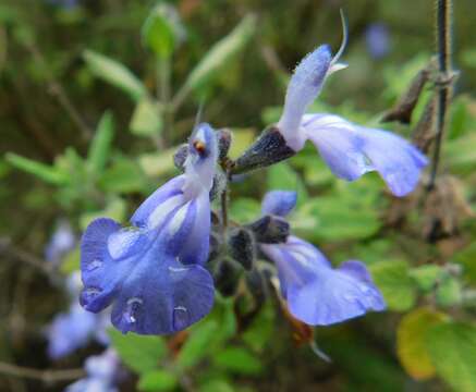 Imagem de Salvia melissodora Lag.