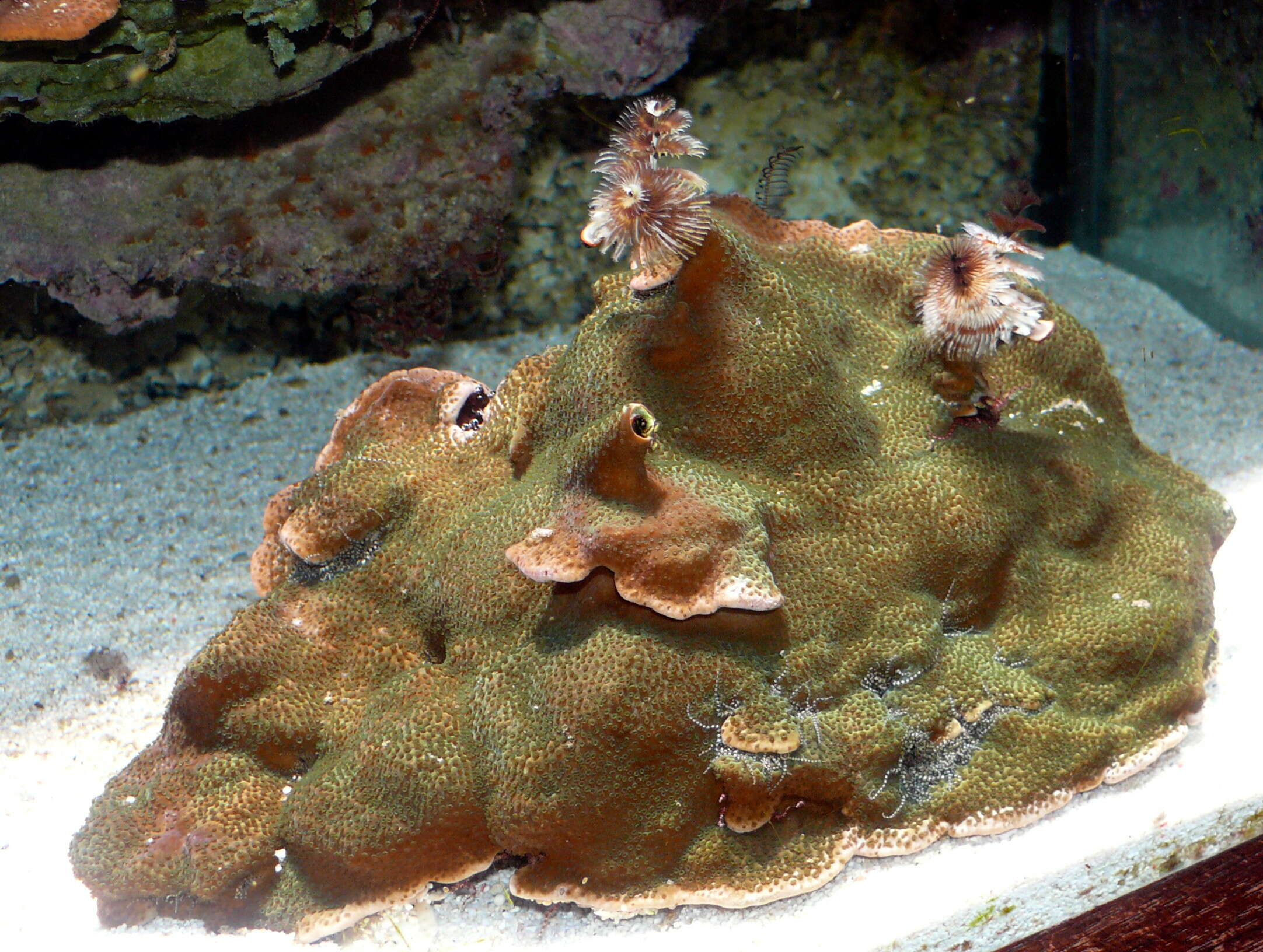 Image of Finger Coral