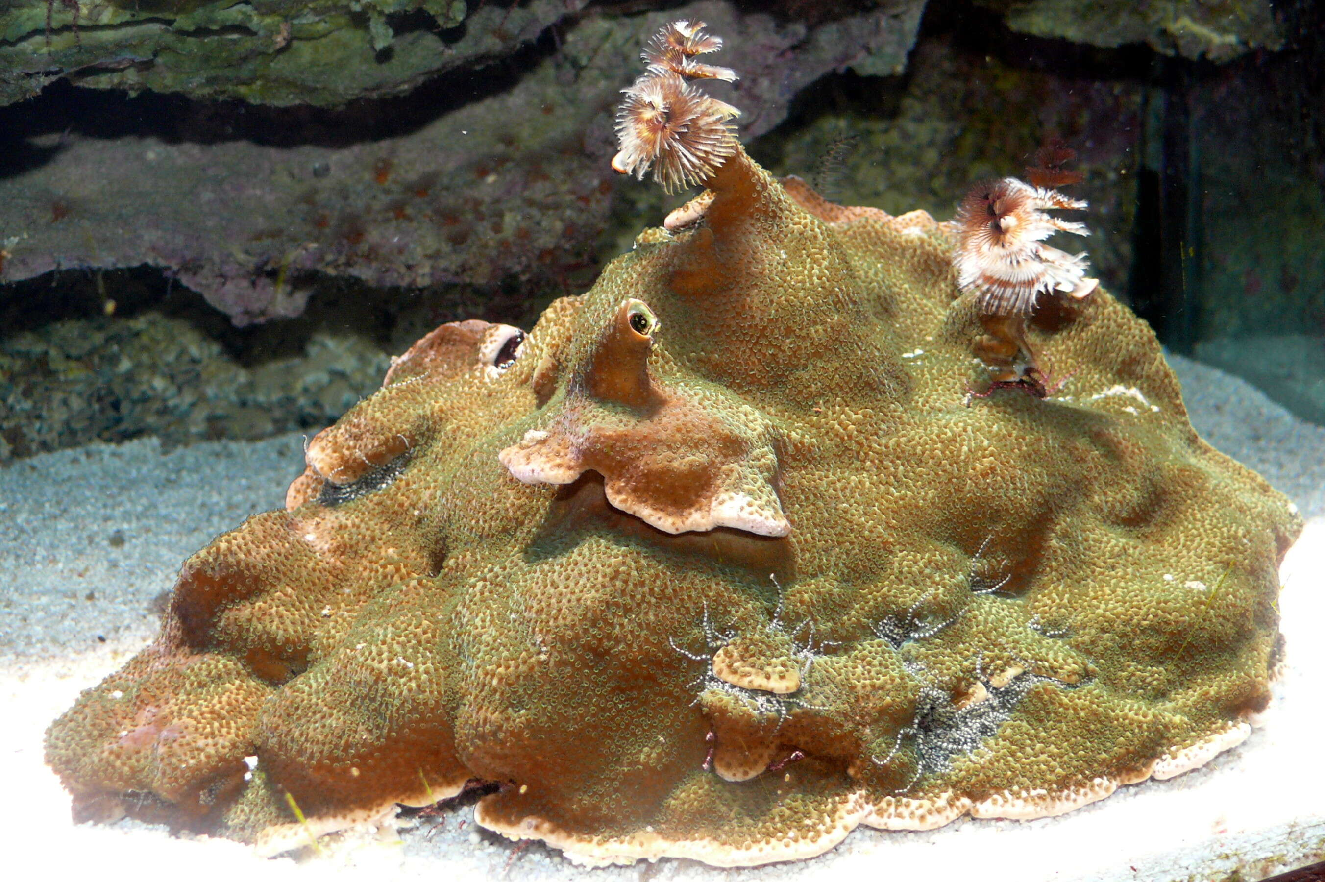 Image of Finger Coral