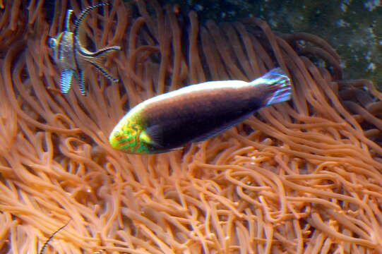 Image of Rainbow wrasse