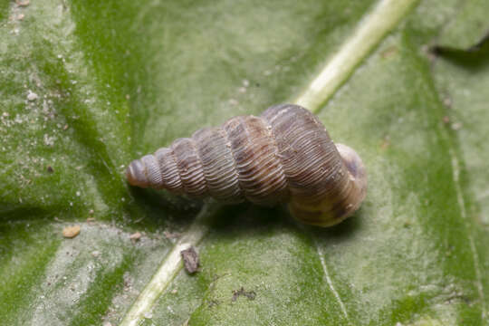 Image of Cochlostoma septemspirale (Razoumowsky 1789)